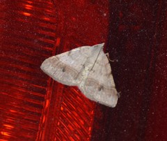 Frederickia subterminata