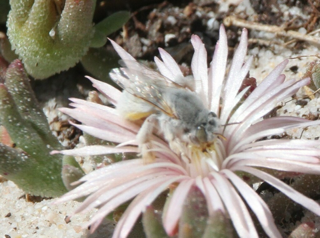 Pot Bees