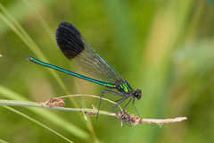 Calopteryx aequabilis