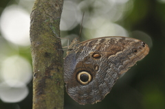 Caligo brasiliensis