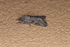 Pleromelloida cinerea