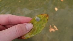 Craspedacusta sowerbii