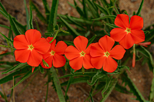 Tricliceras longepedunculatum var. longepedunculatum image