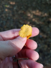 Cantharellus minor