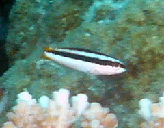 Thalassoma amblycephalus