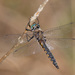 Robust Baskettail - Photo (c) Greg Lasley, some rights reserved (CC BY-NC), uploaded by Greg Lasley