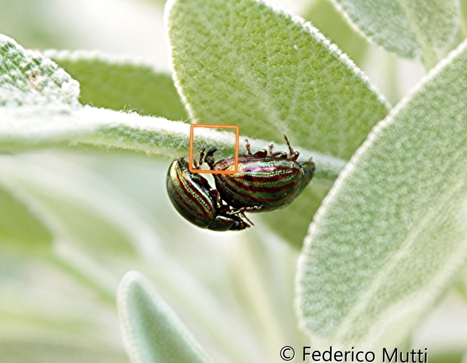 Rosemary Beetle (Madeira Käfer) · iNaturalist