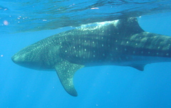 Rhincodon typus