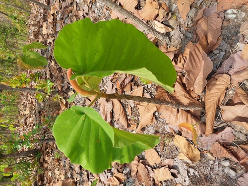Image of Dipterocarpus tuberculatus by no rights reserved