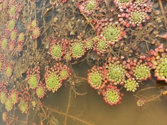 Ludwigia sedioides