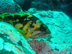 Black-And-Yellow Rockfish photo 5