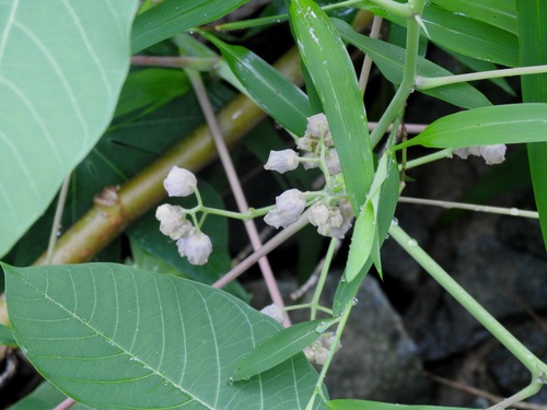 Manihot carthagenensis (Manihot carthagenensis)