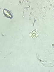 Hydrodictyaceae