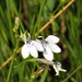 Lobelia flaccida mossiana - Photo (c) Kate Braun, μερικά δικαιώματα διατηρούνται (CC BY-NC), uploaded by Kate Braun