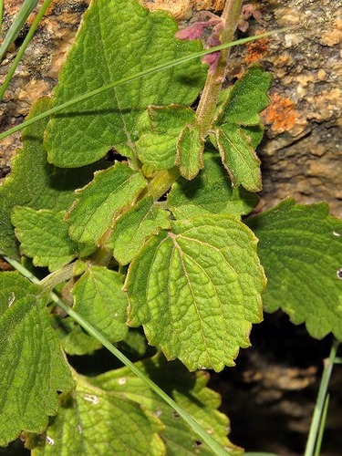 Coleus bojeri image