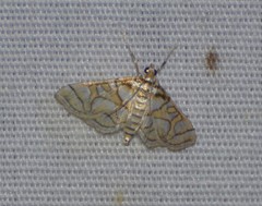 Pseudopyrausta santatalis