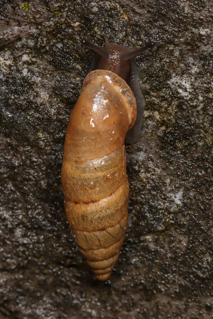 Mirus cantorii