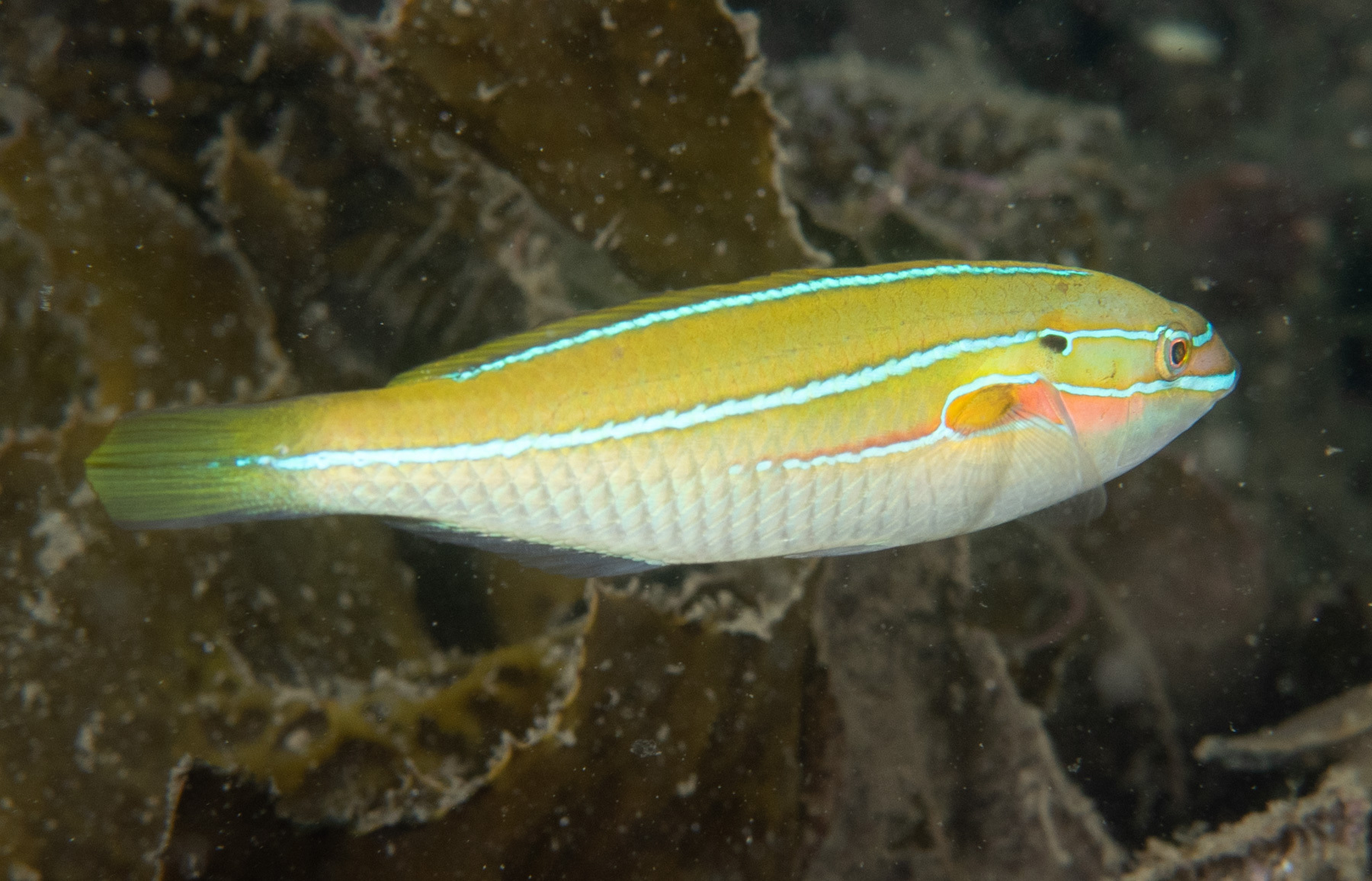 Stethojulis strigiventer (Bennett, 1833)