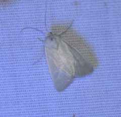 Leucocnemis nivalis