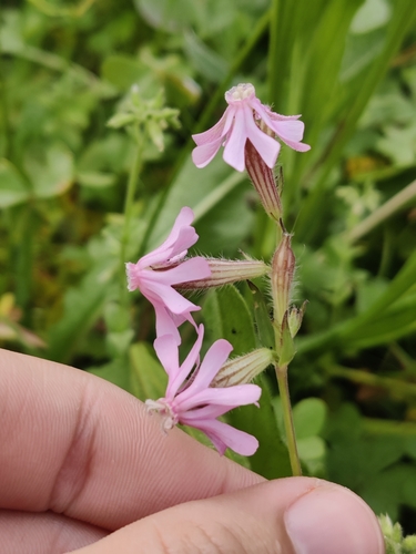 Image of Silene bellidifolia by (c) Vicente Lopes, some rights reserved (CC BY)