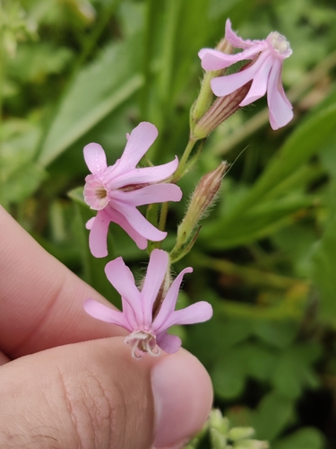 Image of Silene bellidifolia by (c) Vicente Lopes, some rights reserved (CC BY)