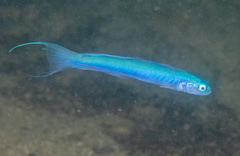 Filament Dartfish photo 1