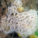 Net-Sponges - Photo (c) Robin Gwen Agarwal, some rights reserved (CC BY-NC), uploaded by Robin Gwen Agarwal