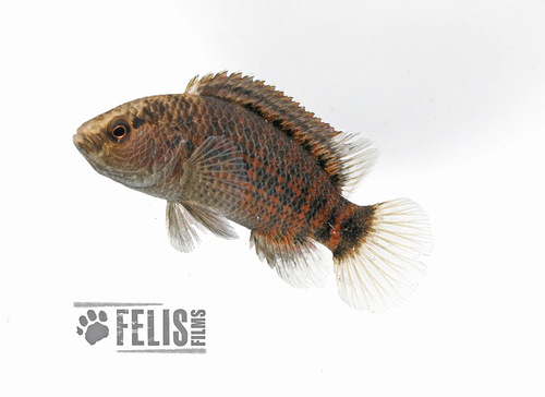 Assam badis (Badis assamensis) — Badidae