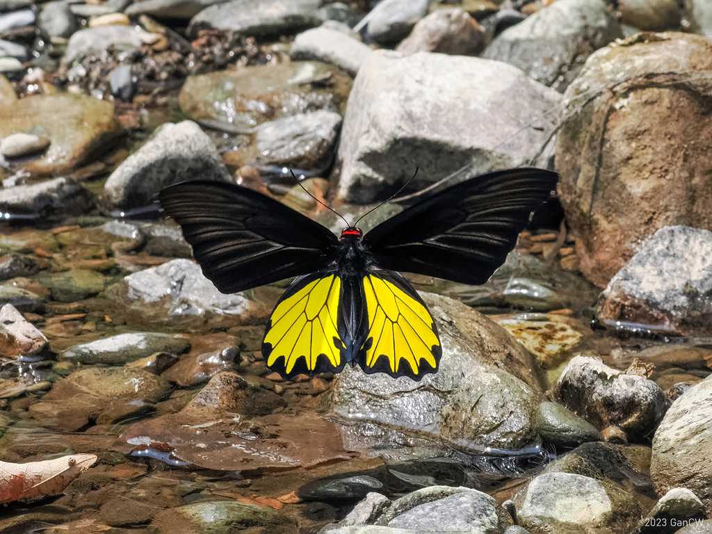 红颈鸟翼凤蝶（Troides helena）