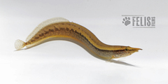 Indian Mastacembelid Eel photo 2