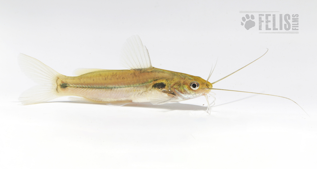 Mystus dibrugarensis