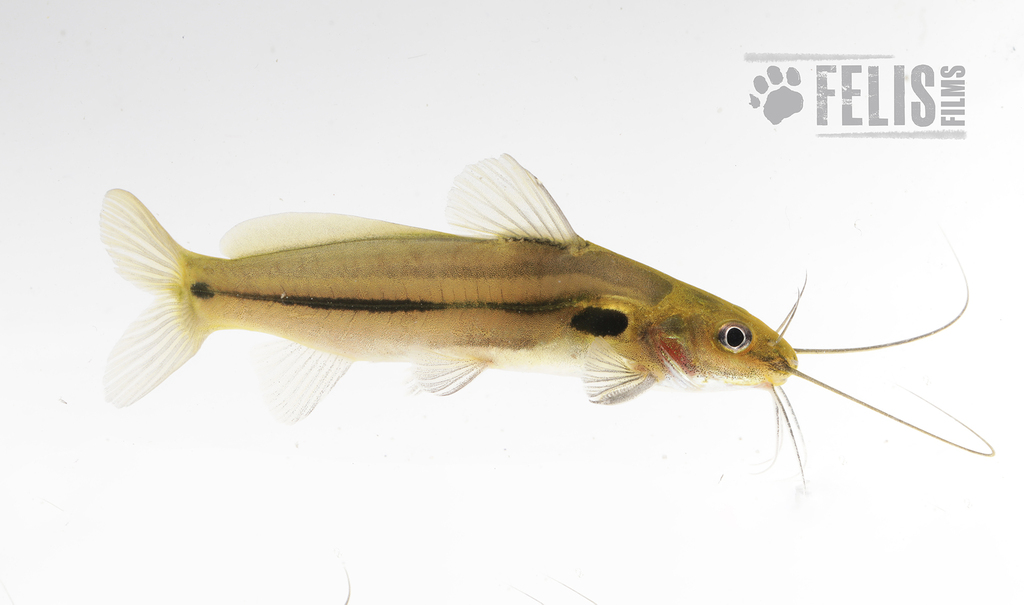 Mystus prabini