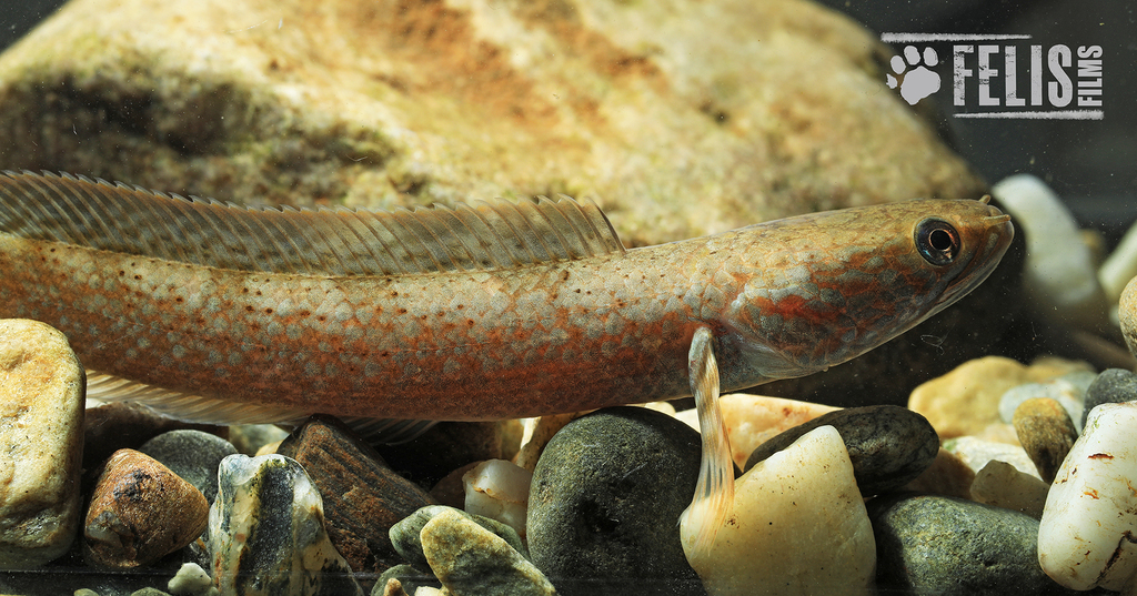 Rainbow Snakehead