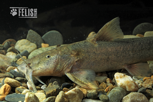 Cavia catfish (Glyptothorax cavia) — Sisoridae
