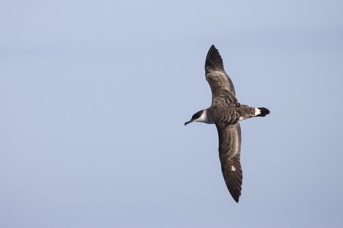 Puffin majeur