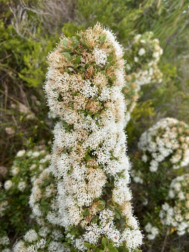 Hakea ruscifolia Labill.