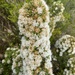 Hakea ruscifolia - Photo (c) michaelshephard，保留部份權利CC BY-NC