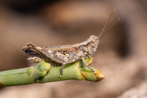 Iberian Desert Grasshopper