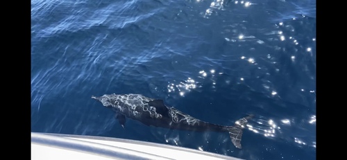 Spinner Dolphin