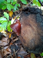 Fungi