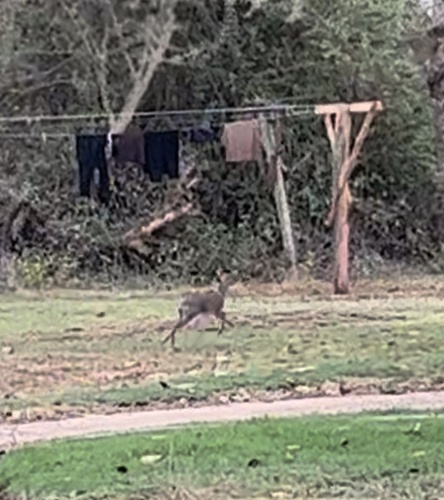 Hinde's Dik-dik