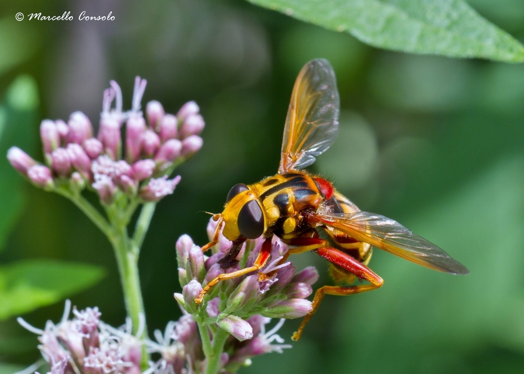 Milesia Crabroniformis (madeira Hoverflies) · Inaturalist