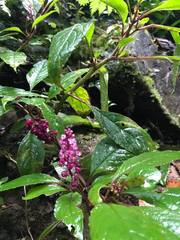 Phytolacca rugosa