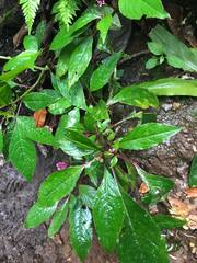 Phytolacca rugosa