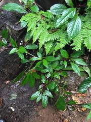 Phytolacca rugosa
