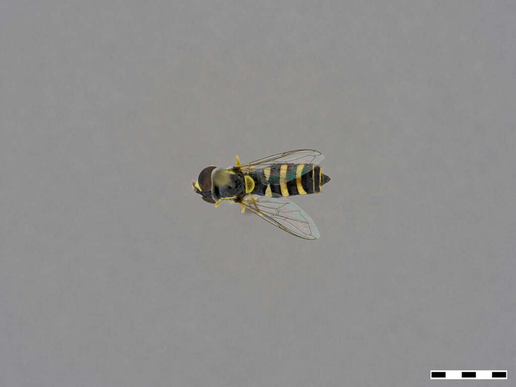 Epauletted Hover Fly (Madeira Hoverflies) · iNaturalist
