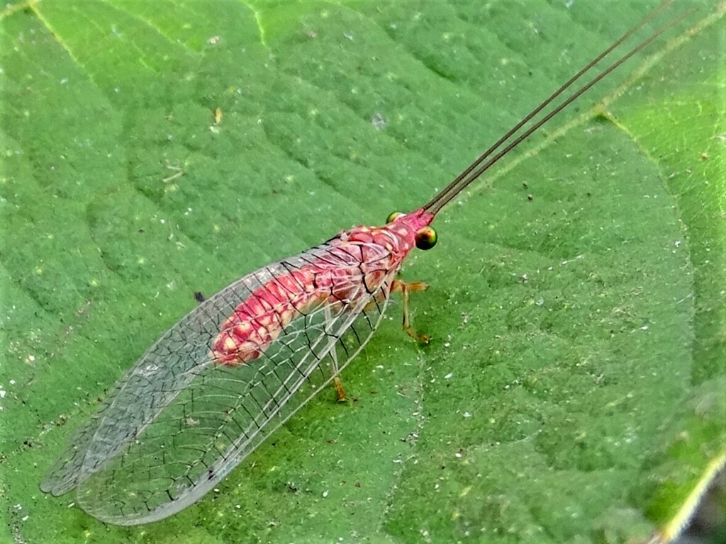 Italochrysa peringueyi