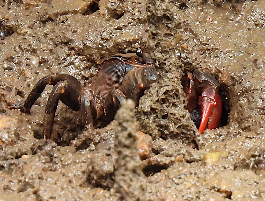 Scarlet Three-spined Mangrove Crab from Geoff Skinner Wetlands, Blight ...