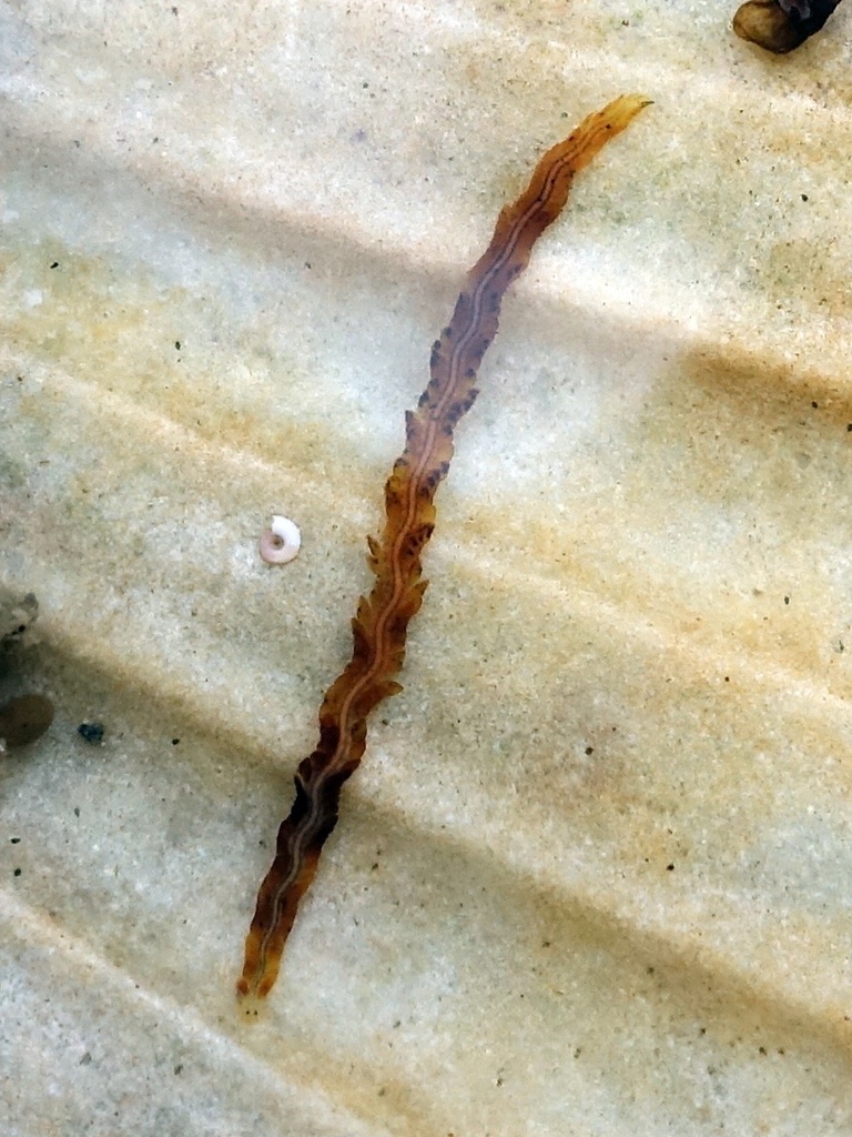 Nereiphylla rubiginosa