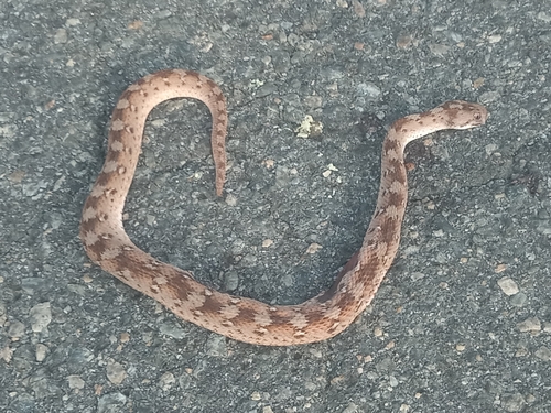 Roman's Carpet Viper